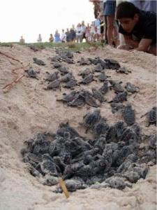 Hawksbill Turtle Hatching at Sweet Dreams Beach, Bonaire