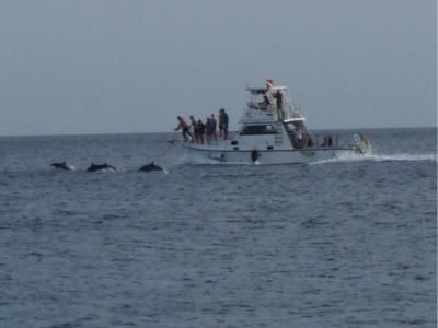 Dolphins race in front of a dive boat in Bonaire
